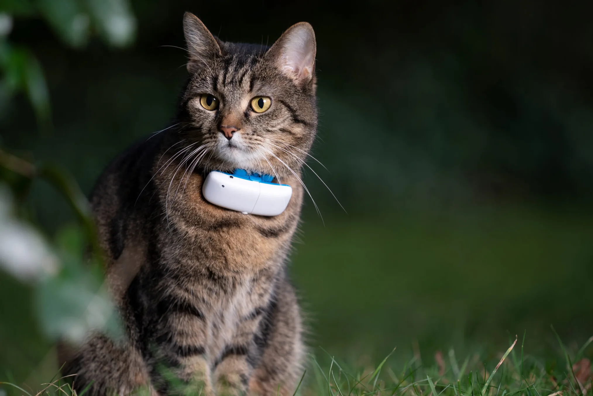 A Comparison of The Best Ways to Track Your Cat—AirTag, Tile, GPS Trackers, and More!